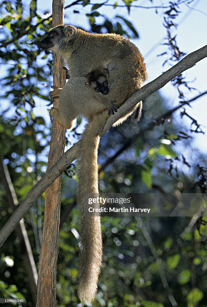 Female Red-Fronted Brown Lemur, Eulemur fulvus rufus, with baby on branch, Madagascar