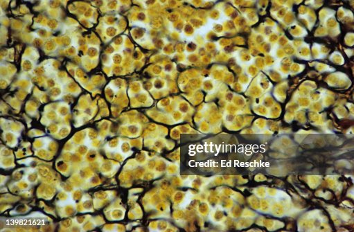 Liver Reticular Reticular Connective Tissue Liver