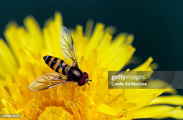 american hover fly, metasyrphus americanus mimics bees & wasps. boldly patterned in black and yellow. throughout north america. adult drinks nectar. hovers in the air above flowers. alberta, canada - hoverfly stock pictures, royalty-free photos & images