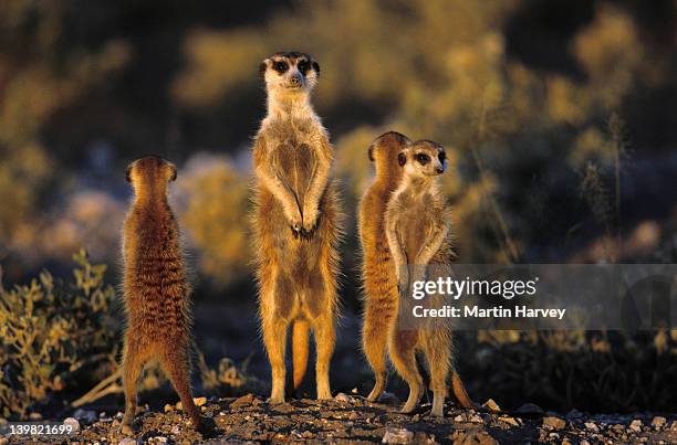 suricates (meerkat), suricata suricata. standing upright to gain wider view of area. southern africa. - meerkat stockfoto's en -beelden