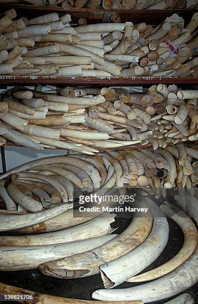 confiscated ivory tusks, south africa - slagtand stockfoto's en -beelden