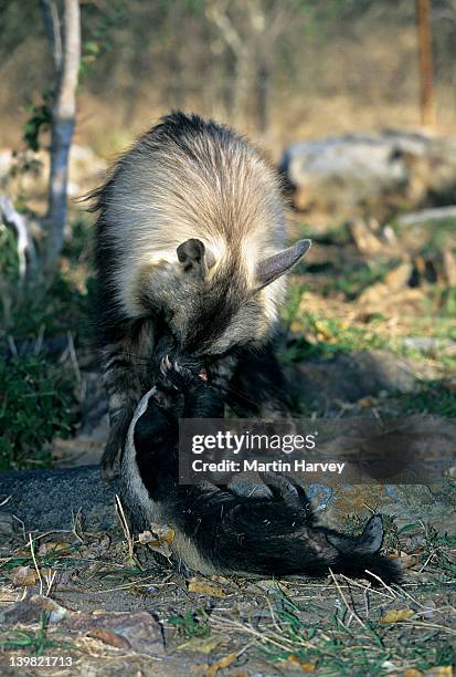 orphaned brown hyena playing with honey badger, raised together, moholoholo nature reserve, south africa - honey badger stock pictures, royalty-free photos & images