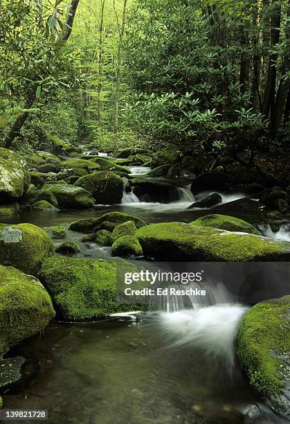 mountain stream. great smoky mountains national park. moss covered boulders and rhododendron. near the roaring fork motor nature trail, gatlinburg, tennessee. - roaring fork motor nature trail stock pictures, royalty-free photos & images