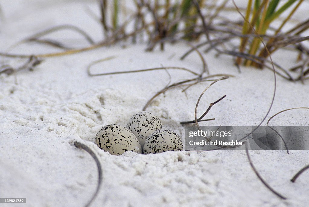 Snowy Plover nest and eggs. Charadrius alexandrinus. Barren sandy beaches. Uncommon and declining. St. Joseph Peninsula State Park, Florida Panhandle, gulf coast.