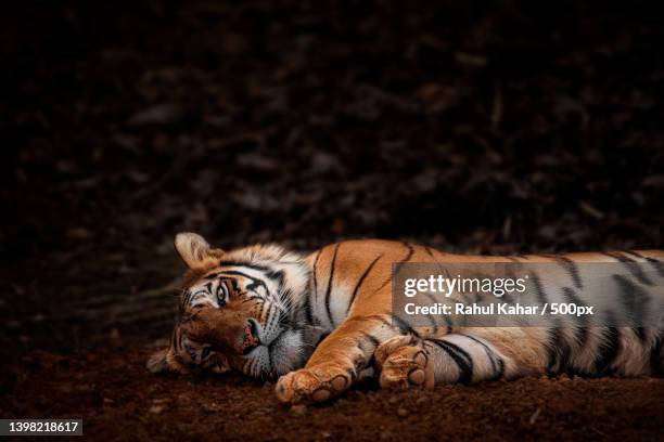 portrait of tiger lying on field,india - tiger cub - fotografias e filmes do acervo