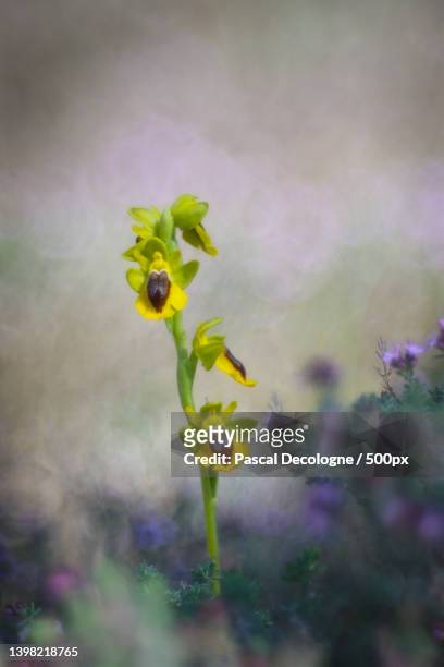 ophrys lutea ophrys jaune yellow orchid,dernacueillette,france - orquidea salvaje fotografías e imágenes de stock