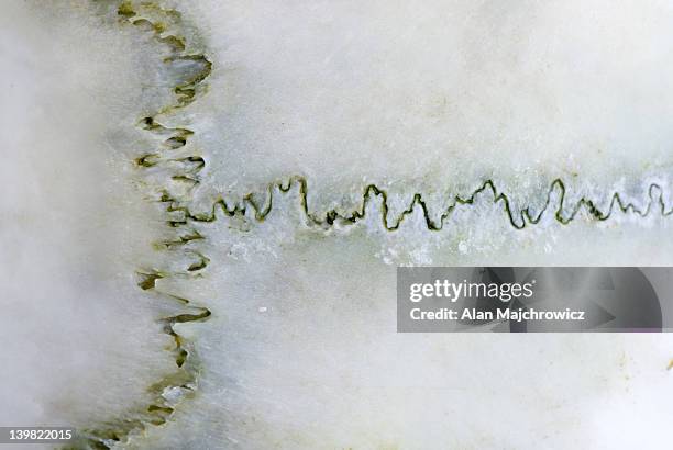 closeup of cranial sutures in skull - suture ストックフォトと画像