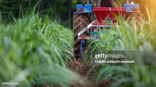 sugarcane fertilizing with tractors in the agricultural industry in thailand - molasses bildbanksfoton och bilder