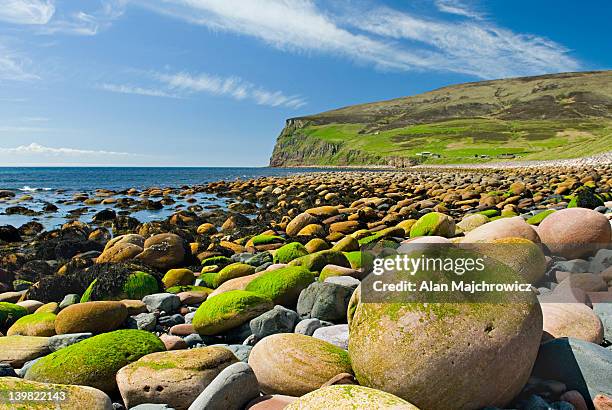 mossy giant rounded cobblestones on beach at rackwick, isle of hoy, orkney islands, scotland, uk - orkney islands bildbanksfoton och bilder