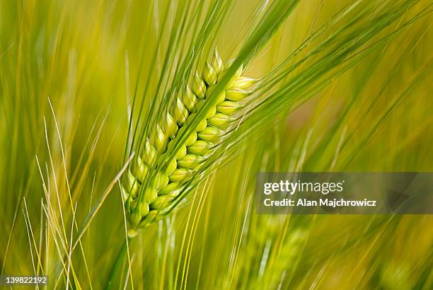 closeup of stalk of barley, hordeum vulgare - barley stock pictures, royalty-free photos & images