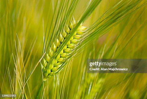 closeup of stalk of barley, hordeum vulgare - barleys stock pictures, royalty-free photos & images