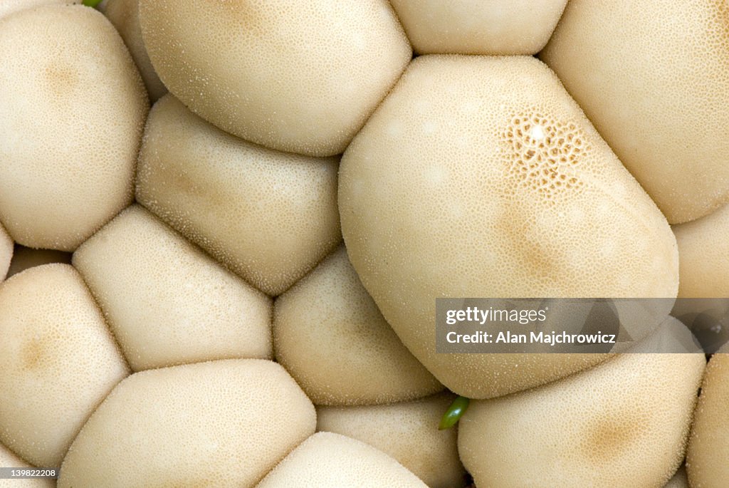 Puffball cluster. Cassiar Mountains, British Columbia, Canada