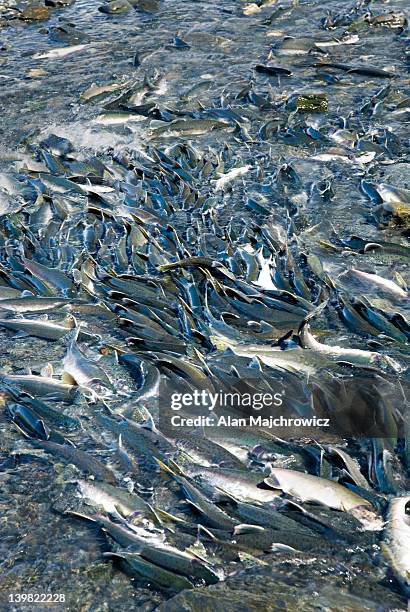 spawning salmon attempting to move upstream near solomon gulch fish hatchery. prince william sound, alaska. usa - fish hatchery stock pictures, royalty-free photos & images
