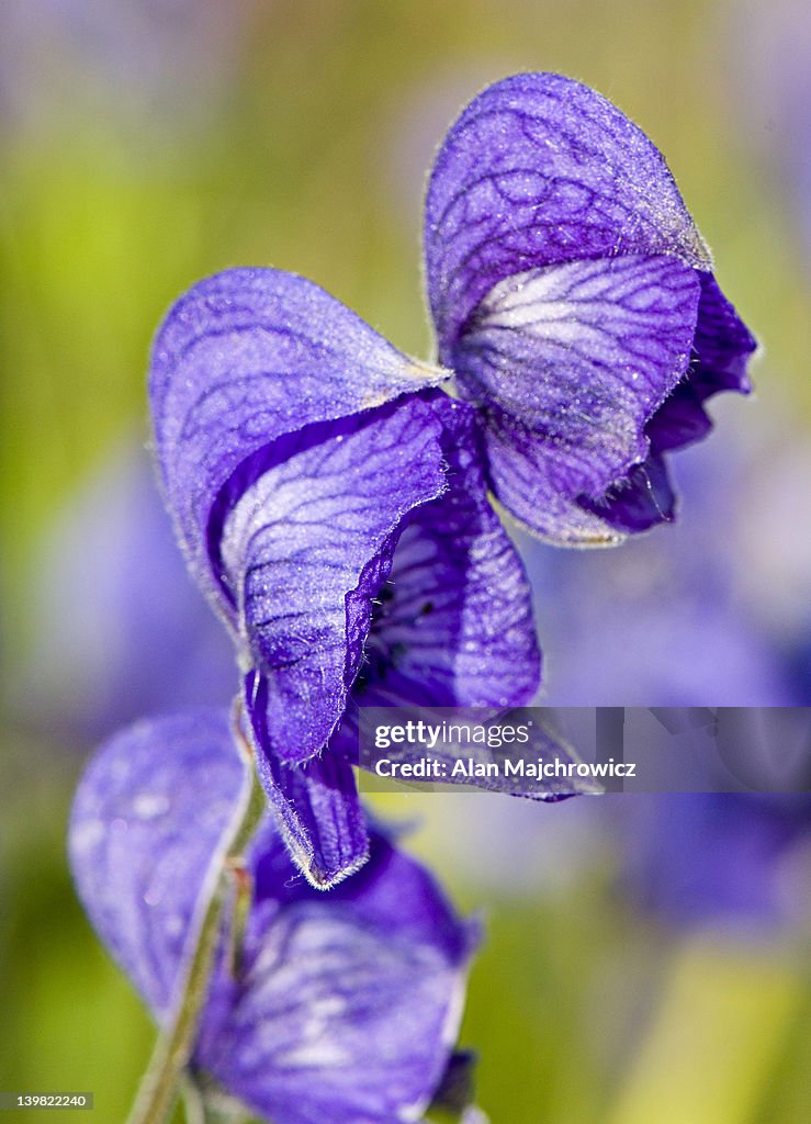 Larkspur-Leaf Monkshood, Aconitum delphinifolium