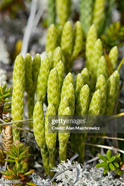 clubmoss, (lycopodium annotinum) - lycopodiaceae stock pictures, royalty-free photos & images