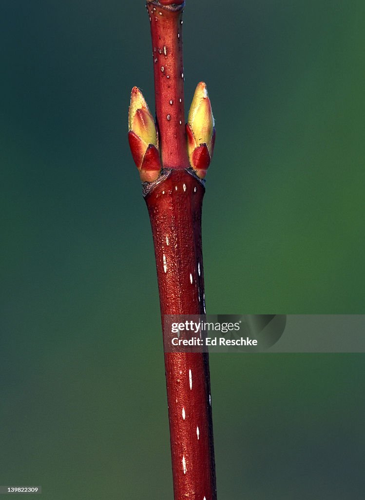 LENTICELS & AXILLARY (LATERAL) BUDS ON RED MAPLE. ACER RUBRUM. PERMIT GAS EXCHANGE. MICHIGAN