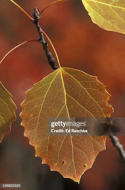 big tooth aspen (populus grandidentata) net-venation dicot. characteristic-- autumn color. michigan - populus grandidentata stock pictures, royalty-free photos & images
