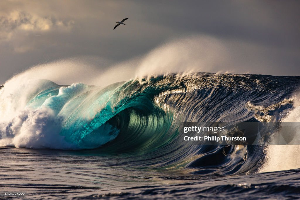 Large crashing blue wave with an albatross bird gliding over in golden morning light