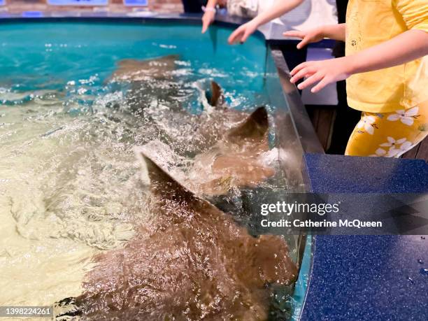 feeding sting ray fish at aquarium touch tank - ray fish stock pictures, royalty-free photos & images