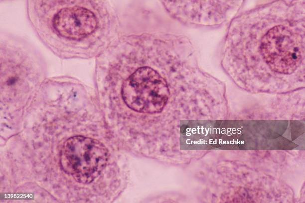 577 Animal Cell Structure Photos and Premium High Res Pictures - Getty Images 577 Animal Cell Structure Photos and Premium High Res Pictures - Getty Images