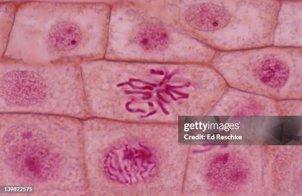 late prophase - mitosis. onion (allium) root tip. shows: chromosomes and dissolved nuclear membrane 400x 3/6 - prophase stock pictures, royalty-free photos & images