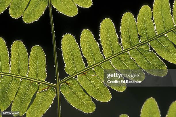 back-lit bracken fern. portion of the frond. pteridium aquilinum. michigan. commonest of our ferns. often grows in large colonies. - farn stock-fotos und bilder