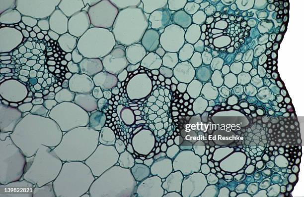 zea mays (indian corn). stem cross section. xylem, phloem, sclerenchyma. epidermis, parenchyma. 50x h - microphotographie immunofluorescente photos et images de collection