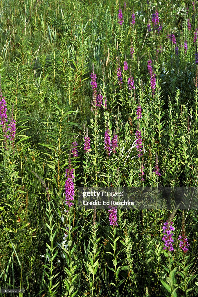 PURPLE LOOSESTRIFE. AGGRESSIVE AND EXOTIC. LYTHRUM SALICARIA. CROWDS OUT NATIVE AQUATICS IN WETLANDS, MICHIGAN H