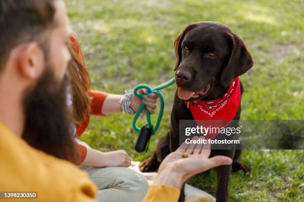 couple doing some obedience training with their brown labrador during picnic at the park - dog biscuit stock pictures, royalty-free photos & images