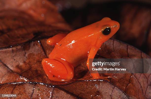 golden mantella frog, mantella aurantiaca. bright color warns of toxic secretion. southeastern madagascar. - amphibian stockfoto's en -beelden