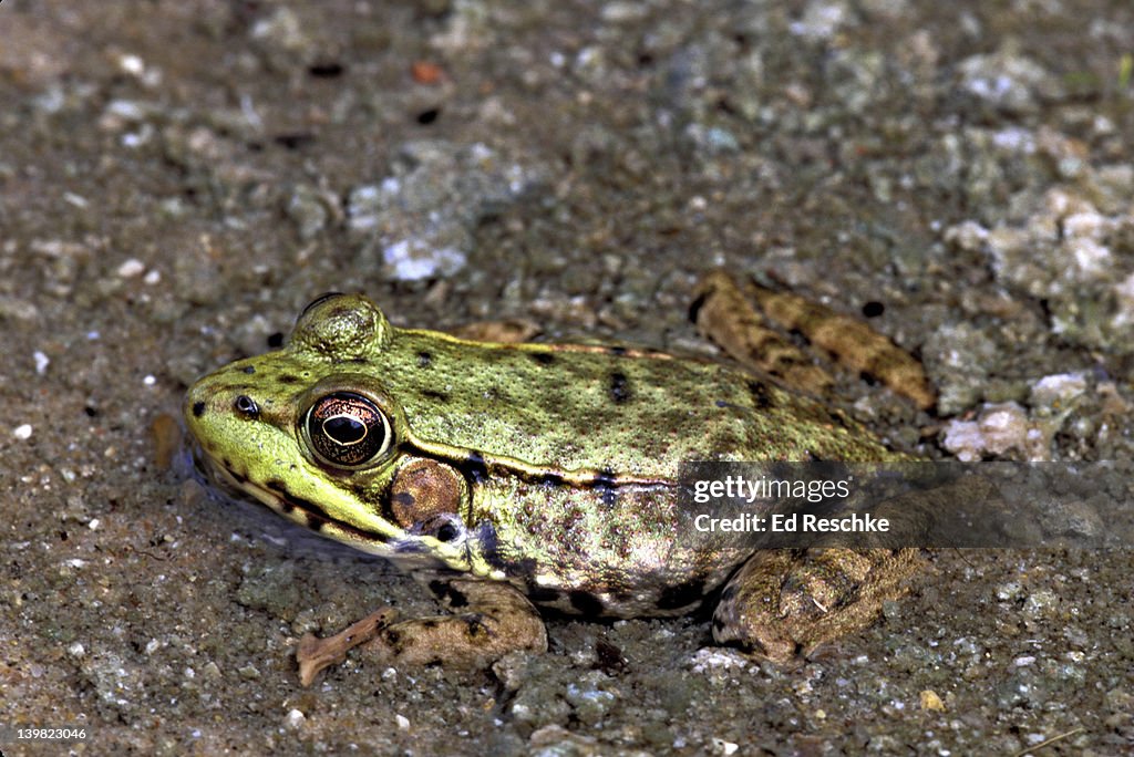 GREEN FROG, RANA CLAMITANS, PARTIALLY BURIED IN POND SEDIMENT, MICHIGAN, USA H EASTERN USA