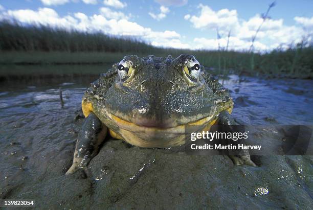 portrait of giant bullfrog in mud, pyxicephalus adsperus, found in southern africa. h males can be over 250mm in length and weigh over one kilogram. - giant frog stock pictures, royalty-free photos & images