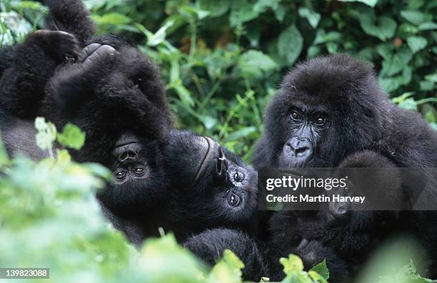 mountain gorillas, gorillagorilla beringei. familyinteraction during middayrest. endangered.distribution: rwanda, uganda,drc. (democratic republic ofcongo) af_gor_m_031 - mountain gorilla foto e immagini stock