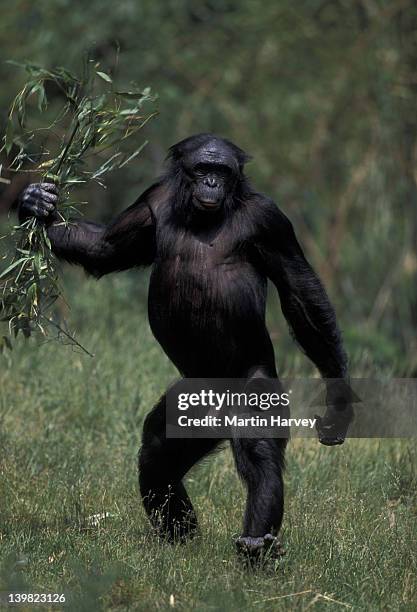 bonobo chimpanzee. male in bipedal position displaying aggression. pan paniscus. tropical rainforest. zaire/congo - mensaap stockfoto's en -beelden