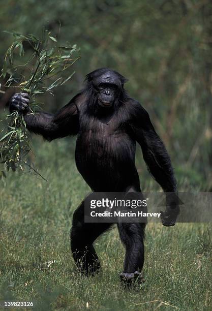 bonobo chimpanzee. male in bipedal position displaying aggression. pan paniscus. tropical rainforest. zaire/congo - angry monkey stock pictures, royalty-free photos & images