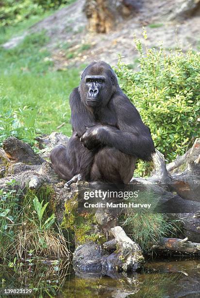 western lowland gorilla. gorilla gorilla gorilla. female sitting by water. endangered. tropical rainforest. western central africa. - western lowland gorilla stock pictures, royalty-free photos & images