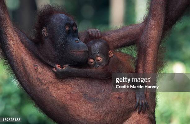 orangutan. (pongo pygmaeus). mother with baby. endangered species. borneo. - hug animal group stock-fotos und bilder