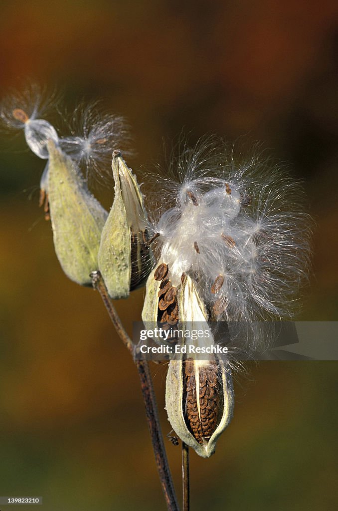 SEED DISPERSAL, MILKWEED PODS, SPLITTING AND RELEASING SEEDS, COMMON MILKWEED, ASCLEPIAS SYRIACA, MICHIGAN.