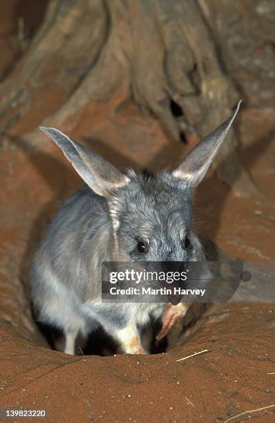 Aust Big Rats 510 Australian Rats Stock Photos, High-Res Pictures, and Images - Getty ...