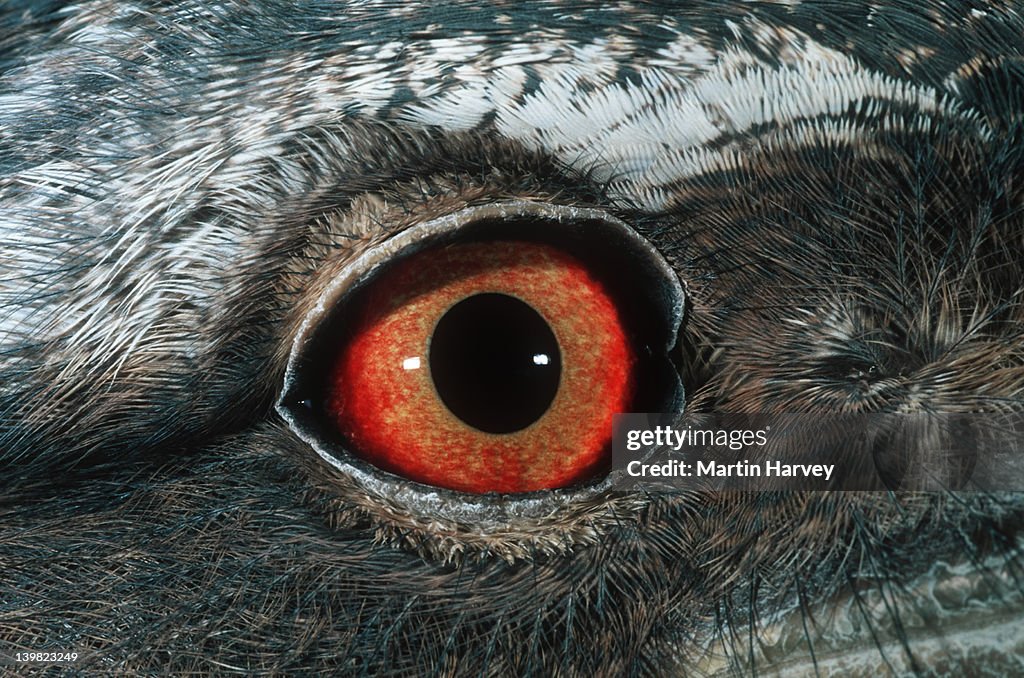 Closeup of Tawny Frogmouth, Podargus strigoides. Nocturnal. Australia.