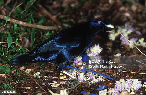 satin bowerbird decorates bower with blue items. ptilonorhynchus violaceus. australia. - satin bowerbird stock pictures, royalty-free photos & images