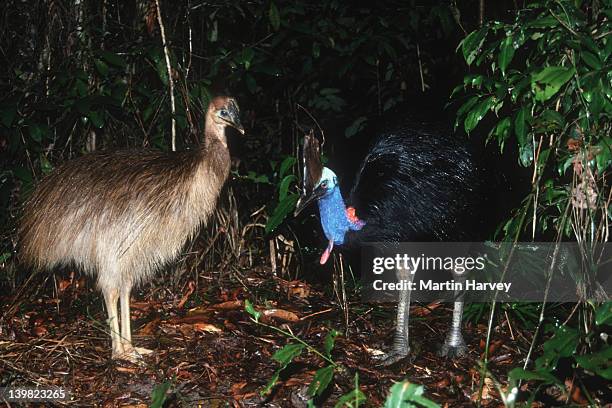 adult cassowary, casuarius casuarius, with young, australia and new guinea. - cassowary stock-fotos und bilder