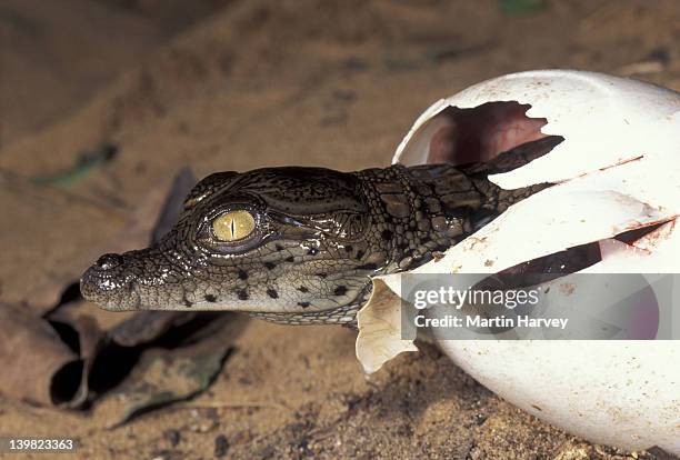 nile crocodile, crocodylus niloticus, hatching from egg after a 90-100 day incubation. africa. - kaltblüter stock-fotos und bilder