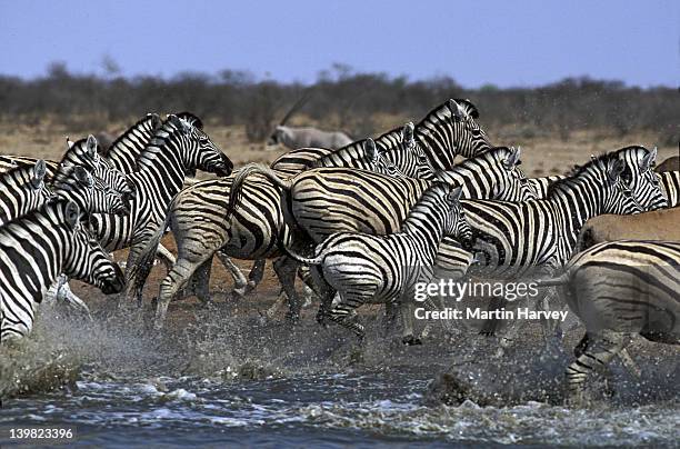 burchell s zebras stampeding at waterhole. equus burchelli. etosha np, namibia. africa - zebra herd running stock pictures, royalty-free photos & images
