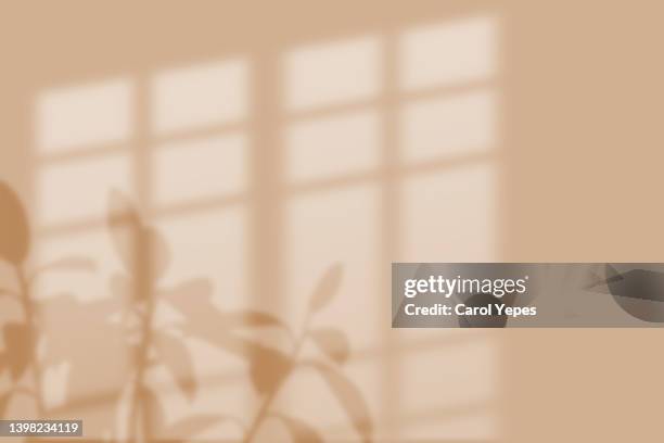 blurred flowers shadow wall pastel beige background. - penombra foto e immagini stock