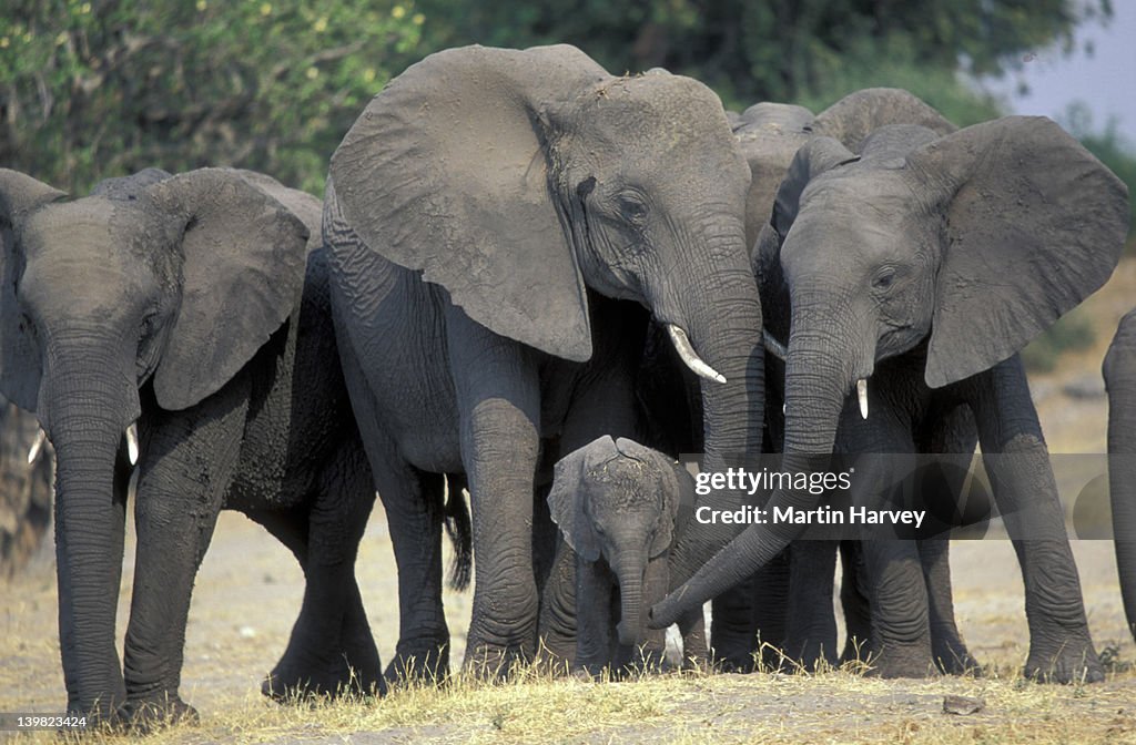 AFRICAN ELEPHANTS. (LOXODONTA AFRICANA). FAMILY GROUP WITH CALF. CHOBE NATIONAL PARK, BOTSWANA.