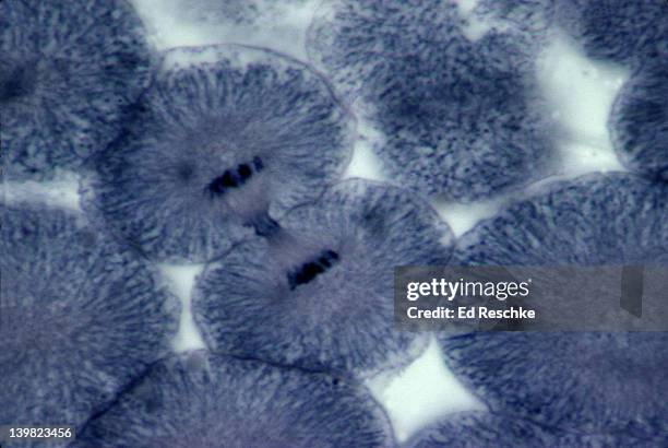 mitosis. cell division. telophase. whitefish embryo. h - telofase stockfoto's en -beelden