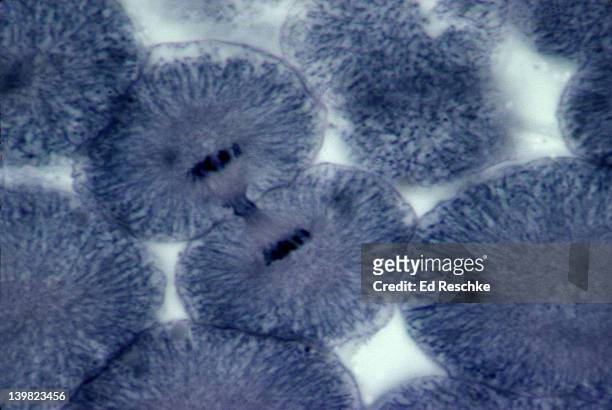 mitosis. cell division. telophase. whitefish embryo. h - celldelning bildbanksfoton och bilder