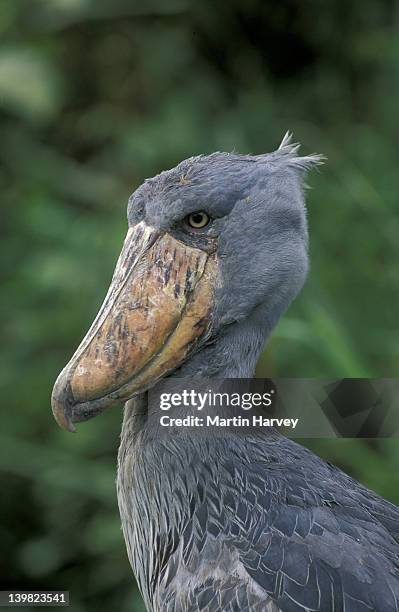 shoebill stork. balaeniceps rex. vulnerable species. central africa. - shoebilled stork stock pictures, royalty-free photos & images