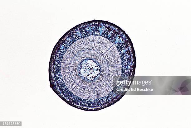 tilia. 3 year stem. woody dicot xylem, phloem, pith, fibers, phloem ray, annual rings (3), cambrium vascular cambium, springwood, summer wood. 5x - parénquima fotografías e imágenes de stock